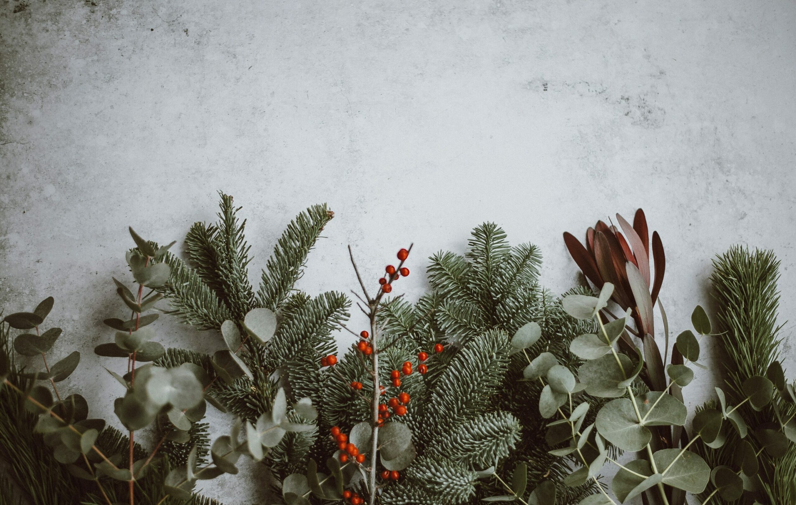 Christmas foliage of green leaves and red berries laying on white background. Image taken by Annie Spratt